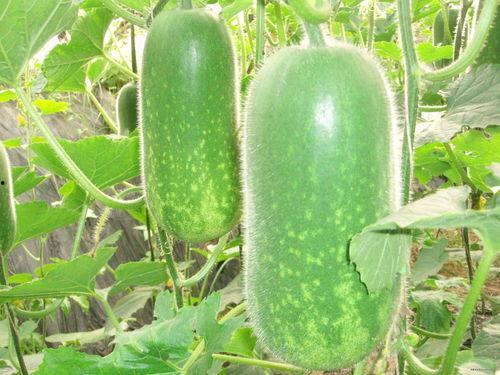 每日大赛在线吃瓜入口